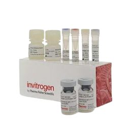 25344_Merch_P1_Product