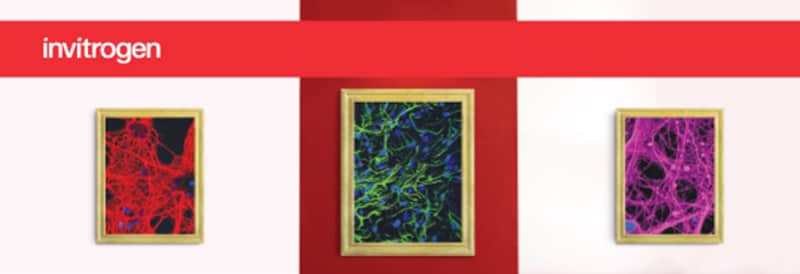 Alexa Fluor Plus Flier