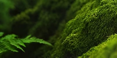 Universal Pipette Tips