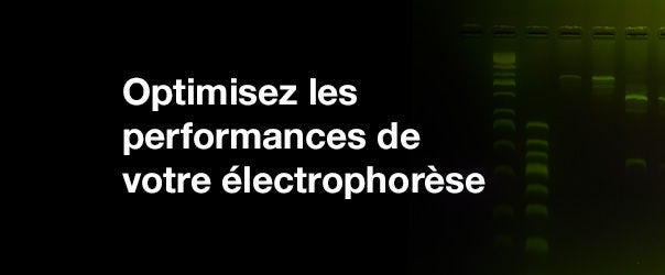  Focus sur l'électrophorèse