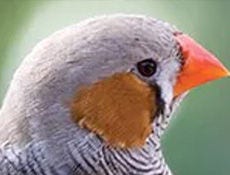 Zebra Finches Teach Us About Learning