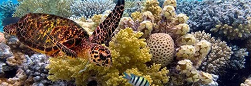 The Great Barrier Reef, stretching over 2,000 kilometers, holds the title of being the biggest living structure on our planet