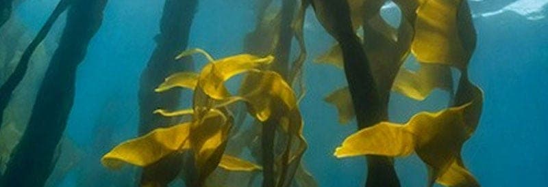 Seaweed: A Game-Changer in the Fight Against Plastic Pollution