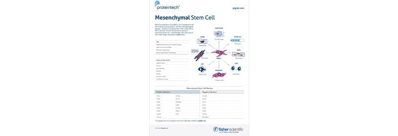 Marqueurs de cellules souches mésenchymateuses