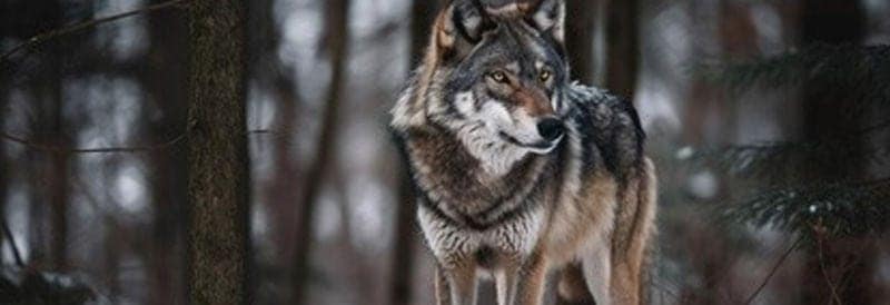 Mutant Chernobyl Wolves Develop Anti-Cancer Traits 35 Years Post-Nuclear Disaster