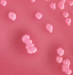 Thermo Scientific™ Culti-Loops™ Escherichia coli ATCC™ 25922™