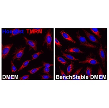 Les cellules cultivées dans BenchStable™ Media maintiennent des mitochondries saines
