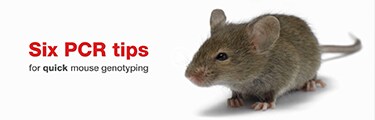 Vidéo : Six astuces PCR pour un génotypage rapide des souris