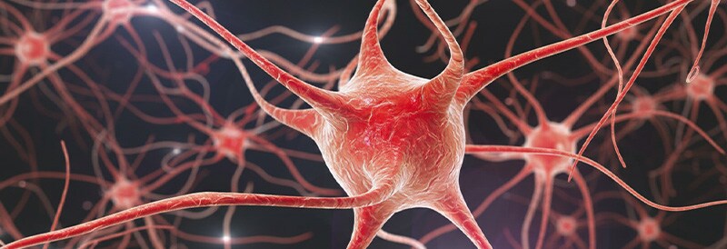 Les organoïdes cérébraux ouvrent une nouvelle ère de recherche