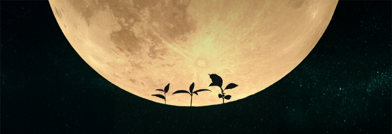 Les premières plantes cultivées dans le sol lunaire pourraient conduire à l’agriculture spatiale