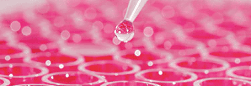 Production à grande échelle de vecteurs lentiviraux par transfection transitoire