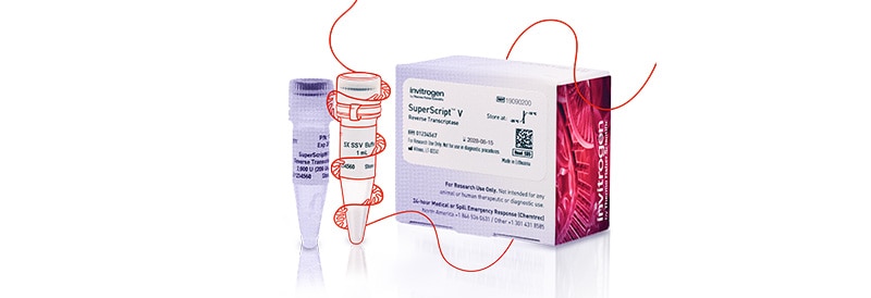 Nouvelle transcriptase inverse Invitrogen SuperScript V