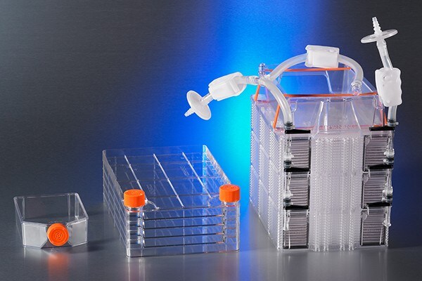 Semences et développement Semences et développement