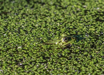 Meet the Plant That May Help Us Survive Catastrophes and Reduce Food Insecurity Meet the Plant That May Help Us Survive Catastrophes and Reduce Food Insecurity
