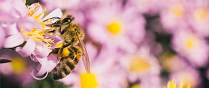 Remédier à la pénurie de pollinisateurs