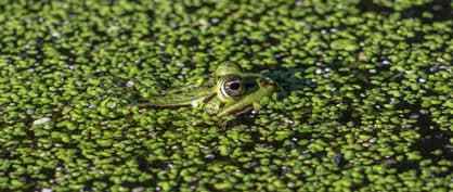Meet the Plant That May Help Us Survive Catastrophes and Reduce Food Insecurity